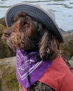 a dog wearing a hat and a bandana