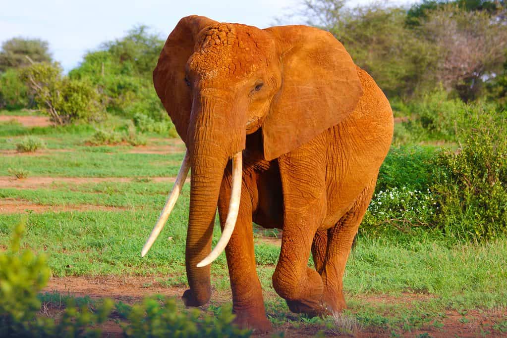 this is a photograph of a n elephant in a green field