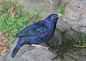 By Joseph C Boone - Own work, CC BY-SA 4.0, https://commons.wikimedia.org/w/index.php?curid=61962782