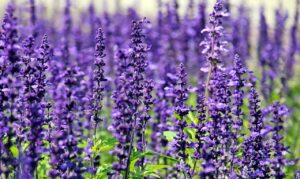 lavender, flowers, field-1507499.jpg